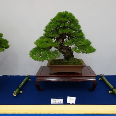 10019-japan2016.jpg
