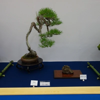 10025-japan2016.jpg