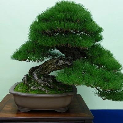10059-japan2016.jpg