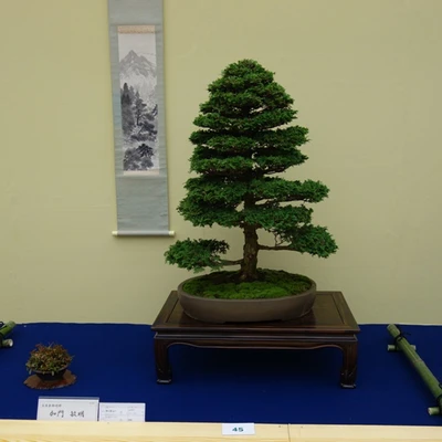 10084-japan2016.jpg