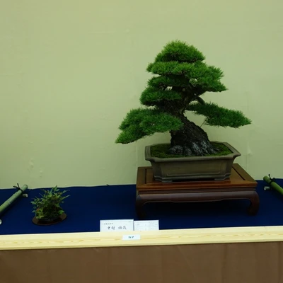 10086-japan2016.jpg