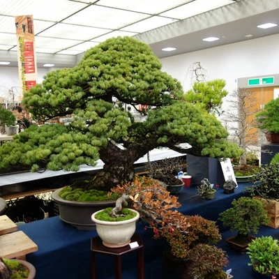 10151-japan2016.jpg