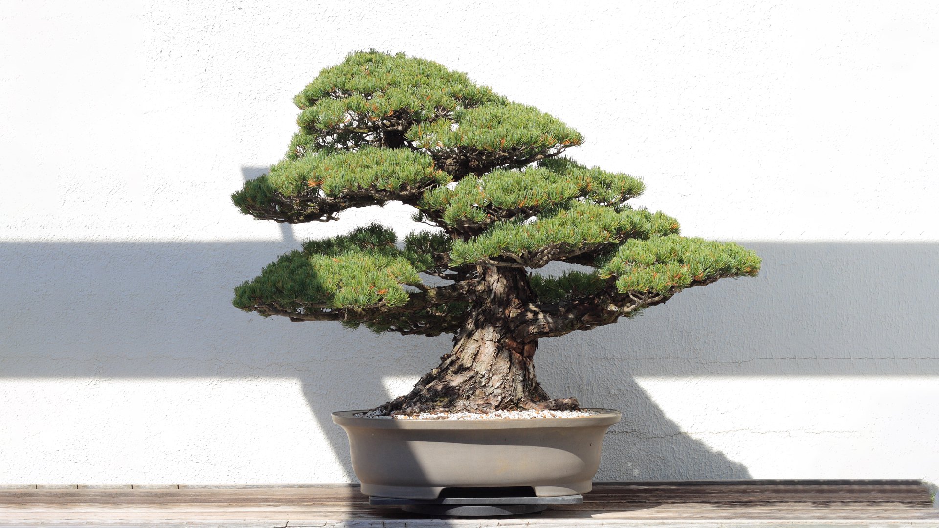 Белая японская сосна - Bonsai Sale