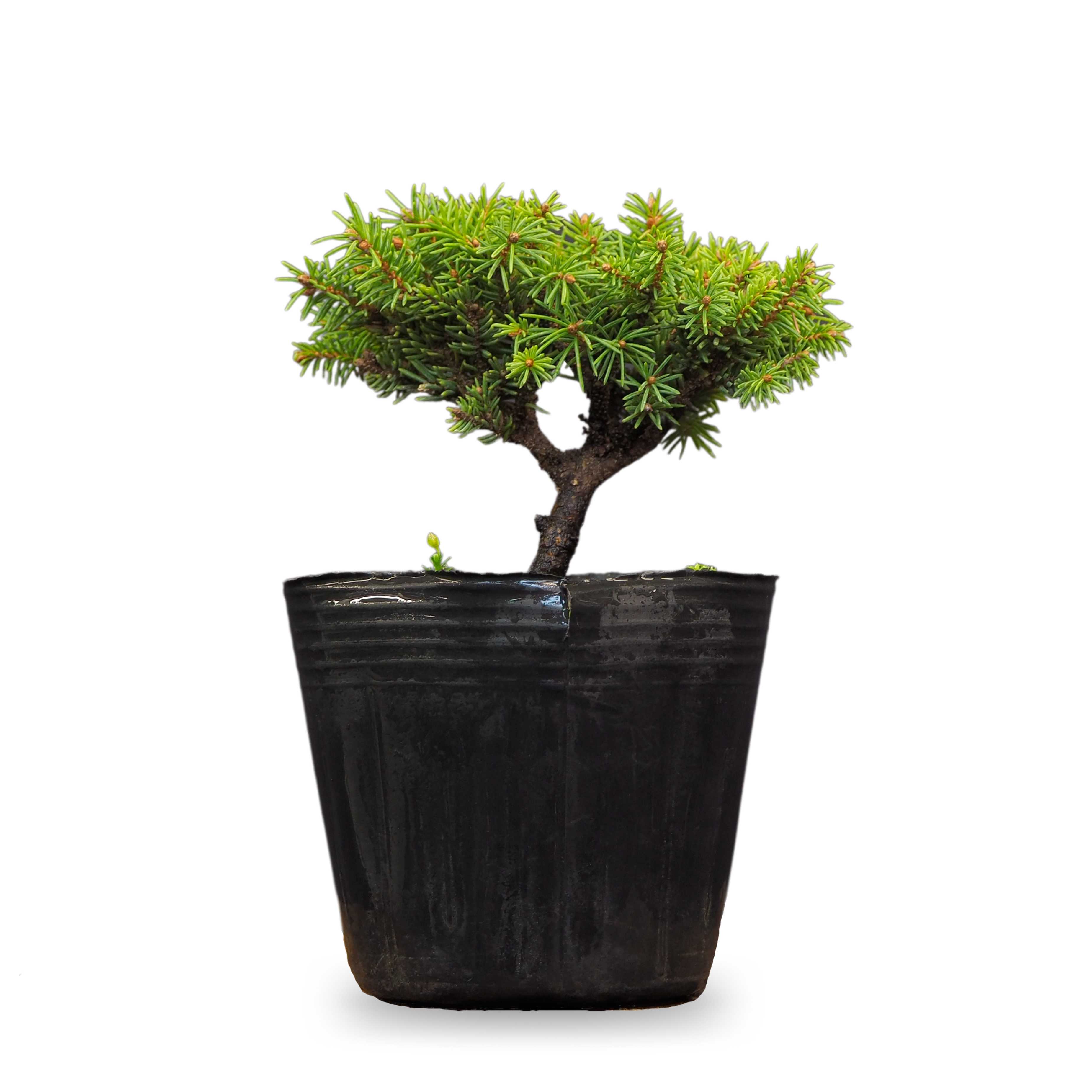 Ель - Bonsai Sale