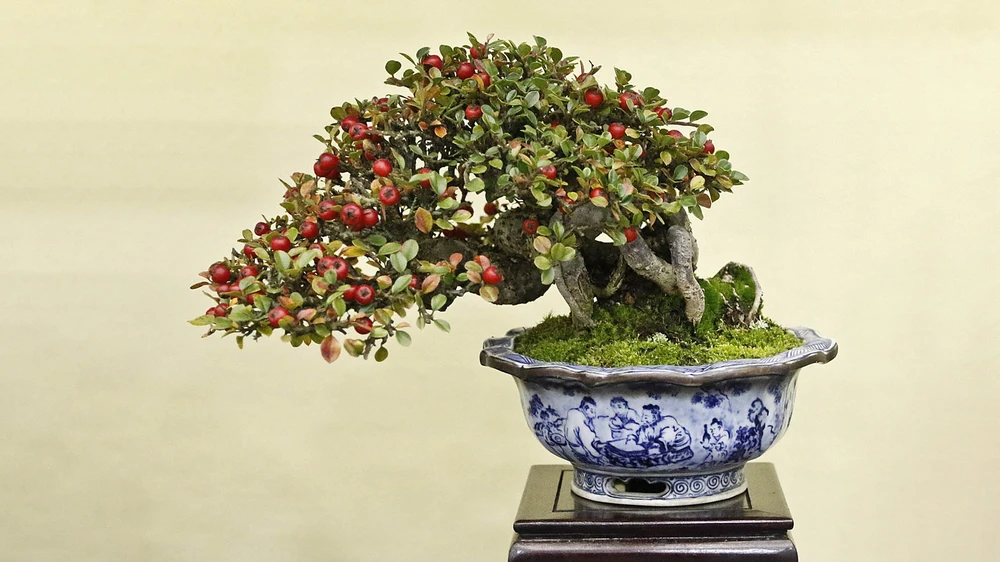 Cotoneaster horizontalis.jpg