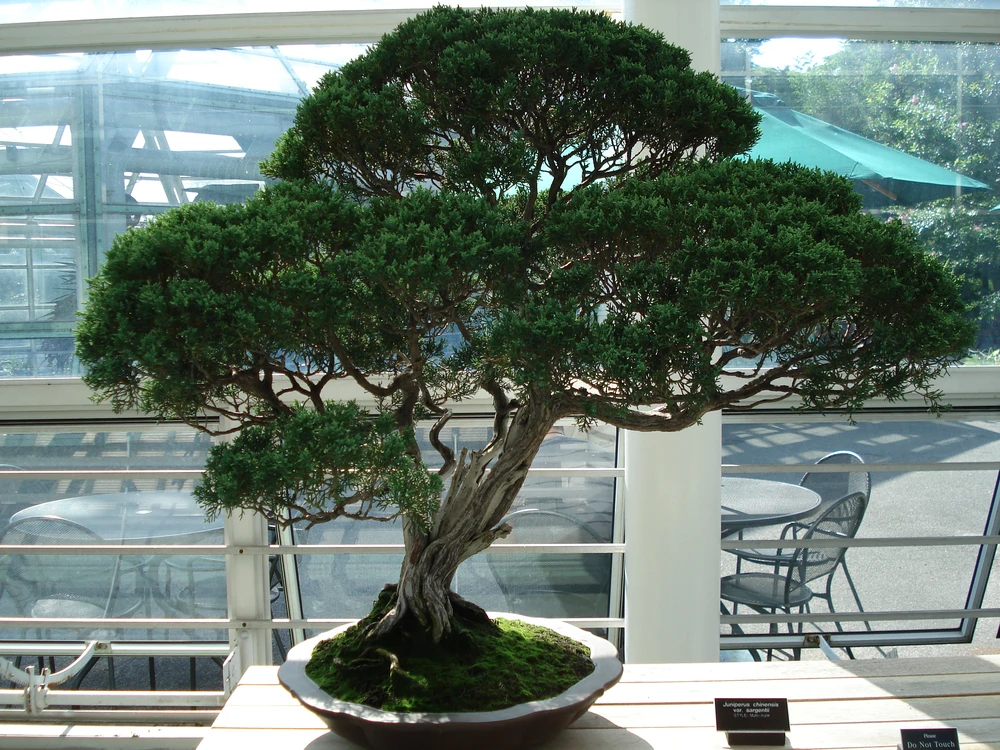 Juniperus_chinensis_sargentii_bonsai.jpg