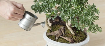 bonsai-tree-watering.jpg