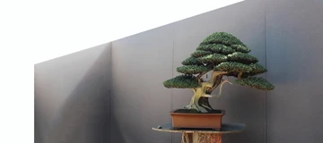 bonsai theory6.jpg