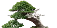 bonsaistyles.png