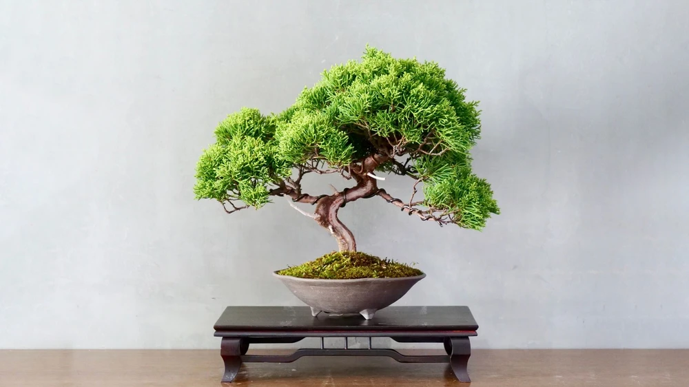bonsai history1.jpg