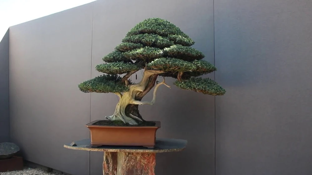 bonsai theory1.jpg