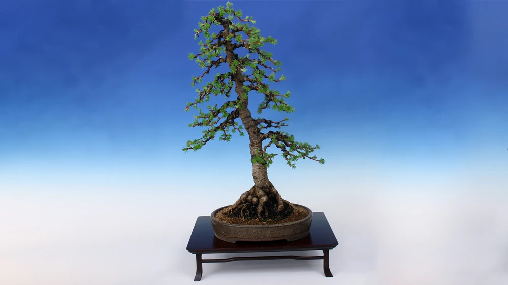 bonsai theory10.jpg