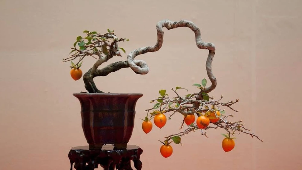 bonsai theory5.jpg